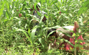 Harvesting Cowpeas Intercrop with Maize - Source: [Author Unknown]. Harvesting Cowpeas Intercrop with Maize. Digital Image. [Source Unknown], [Date Published Unknown]