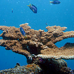 Coral - Source: Burdick, David. Acropora sp. Federated States of Micronesia, Chuuk. Digital Image. National Oceanic and Atmospheric Administration, September 22, 2010