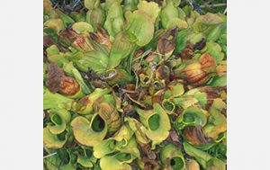 Pitcher Plants - Source: Ellison, Aaron M.. Pitcher plants as models for ecosystem change (Image 1). Digital Image. National Science Foundation, August 2003