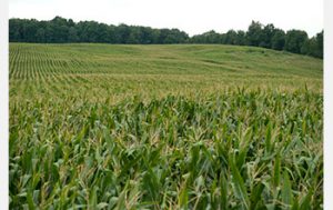 Kellogg Biological Station Long-Term Ecological Research site - Source: Stepnitz, Kurt. New Land-Use Strategies can Reduce Greenhouse Gas Emissions (Image 1). Digital Image. National Science Foundation, November 15, 2016