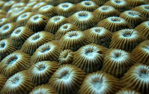 Coral Reef - Source: McMinds, Ryan. Insights into Coral Health Hidden in Reefs' Microbiomes (Image 6). Digital Image. National Science Foundation, November 14, 2016