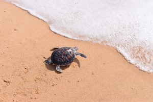 Baby Sea Turtle Release - Source: Yaipearn. Phang Nga, Thailand: Release Baby Sea Turtle to Sea by a Volunteer. Digital Image. [Source Unknown], October 18, 2014