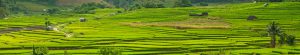 Full Panorama View of Step Rice Farmer on the Mountain of Mae Cham, Chiangmai Thailand - Source: Liangsutthisakon, Wes. Full Panorama View of Step Rice Farmer on the Mountain of Mae Cham, Chiangmai Thailand. Digital Image. Shutterstock, [Date Published Unknown]